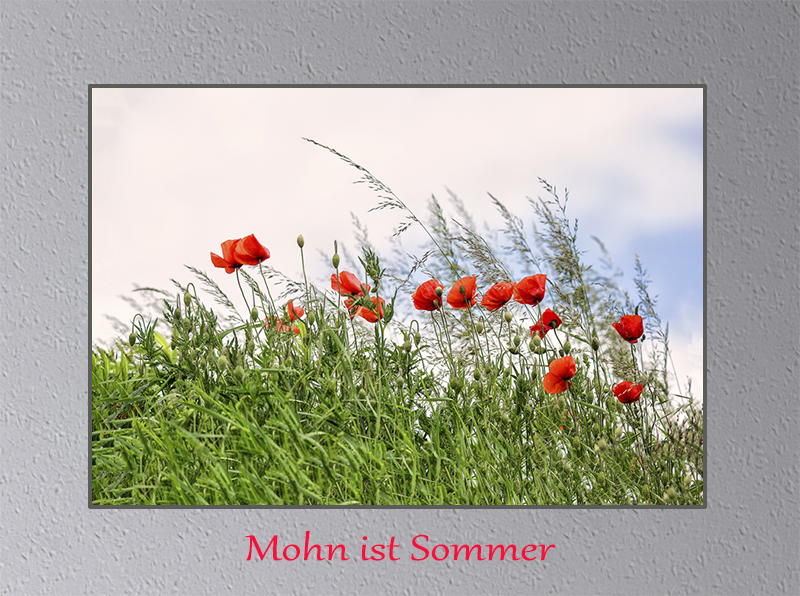 mohn ist sommer neu