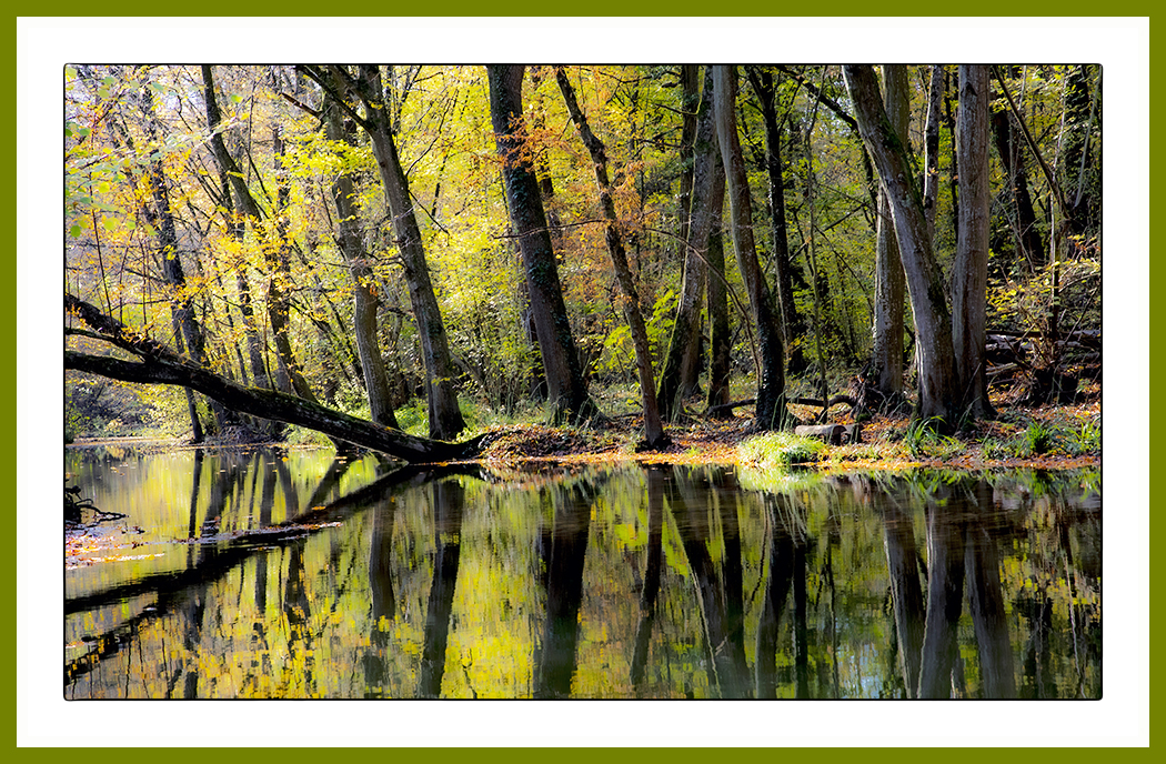 Auewald Herbst 3598 2020 HDR 1000pxjpg