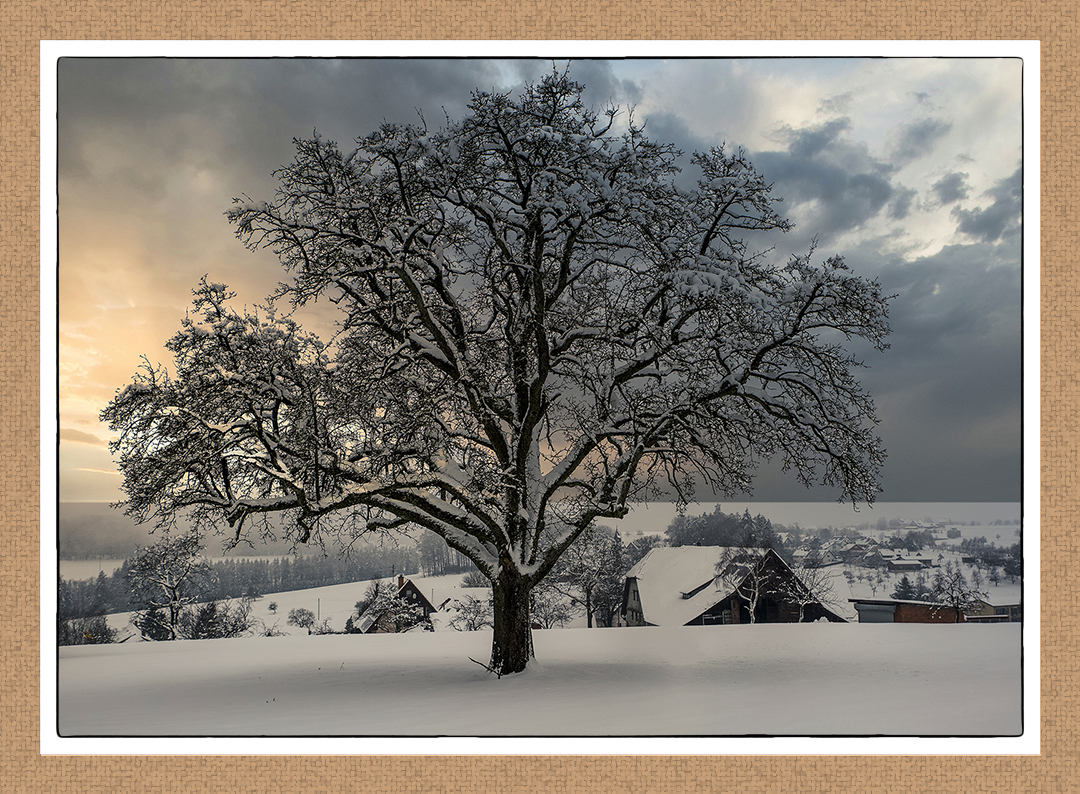 Winterbaum Freiamt Glasig 4529 2021 HDR Luminar 1000px