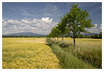 schwarzwald sommer