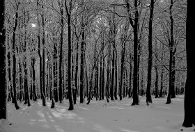 Phoca Thumb M Winterwald 0224 2011