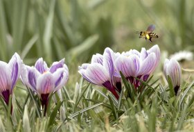 Phoca Thumb M Krokus Mit Biene 6284 2020 1400px