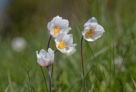 Phoca Thumb M Wilde Anemonen 4835 2016 1400px