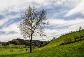 Phoca Thumb M Landschaft Schuttertal 0611 2018