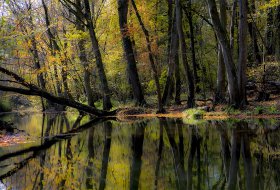 Phoca Thumb M Auewald Herbst 3598 2020 1400px